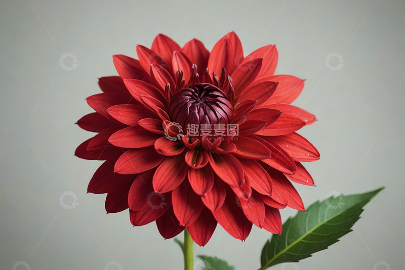 高清大图下载【趣麦麦图】红色大丽花特写