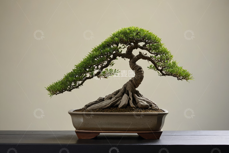 高清大图下载【趣麦麦图】中式盆景特写