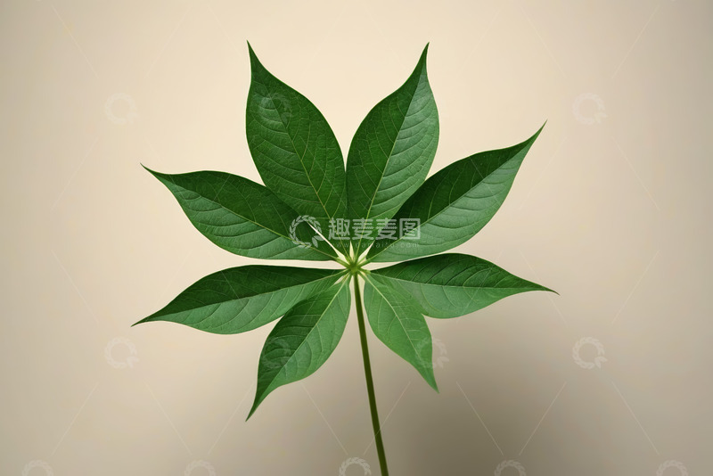 高清大图下载【趣麦麦图】绿色植物叶子特写素材