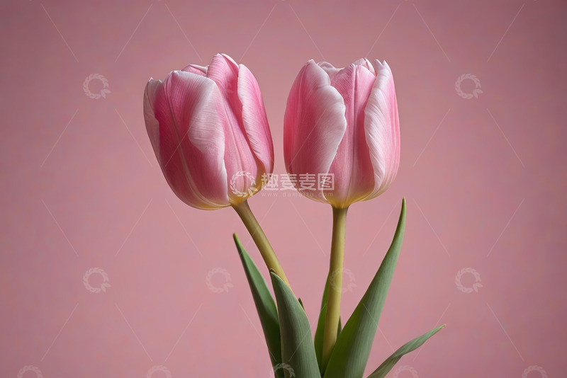高清大图下载【趣麦麦图】两朵粉色郁金香特写
