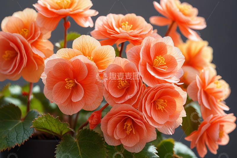 高清大图下载【趣麦麦图】橙色花卉特写