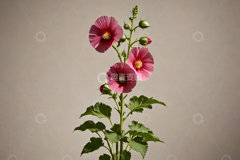 高清大图下载【趣麦麦图】粉色蜀葵花特写