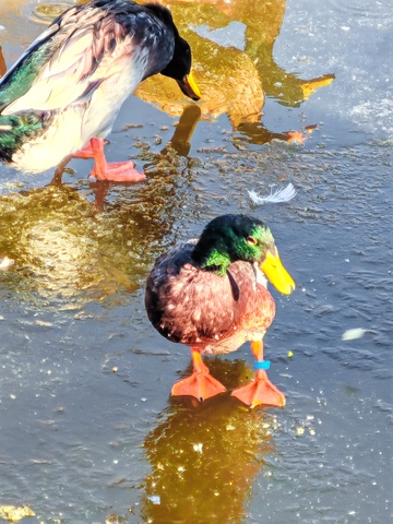 鸭子在水中站立