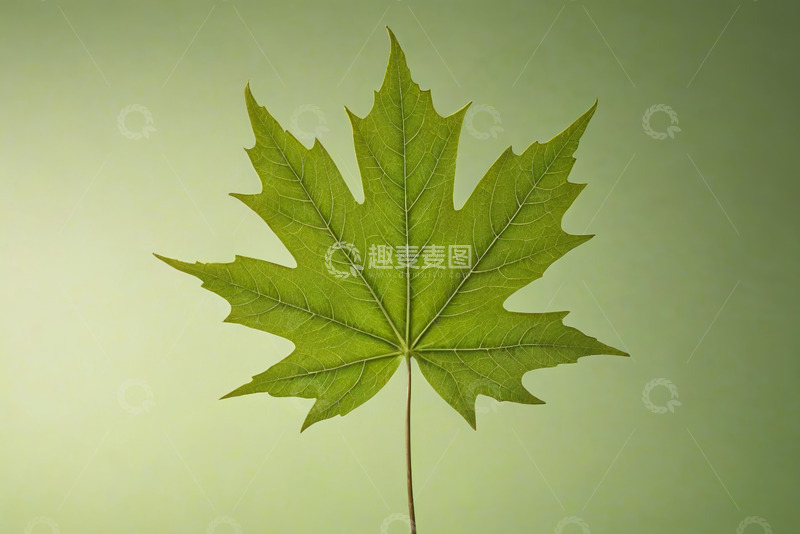 高清大图下载【趣麦麦图】特写绿色枫叶自然素材