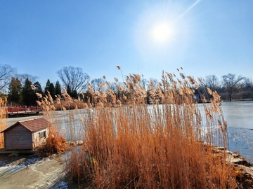 冬日湖边芦苇风景摄影