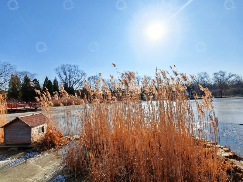 高清大图下载【趣麦麦图】冬日湖边芦苇风景摄影