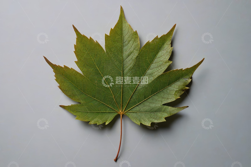 高清大图下载【趣麦麦图】绿色枫叶特写素材