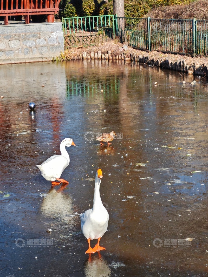 高清大图下载【趣麦麦图】冬日冰湖鸭趣图