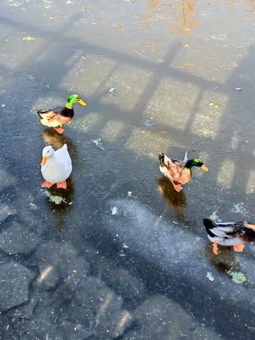 冰上鸭子冬日景象