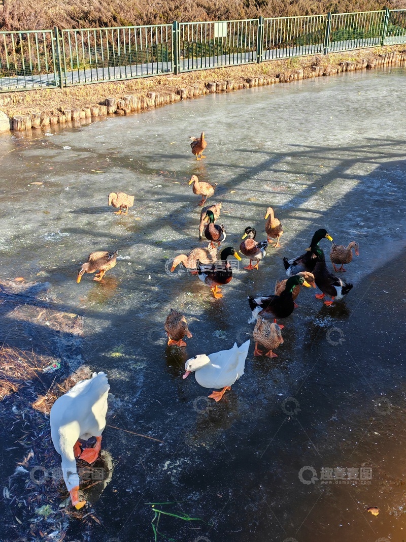 高清大图下载【趣麦麦图】冬日鸭群冰面游