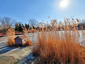 冬日湖畔芦苇景