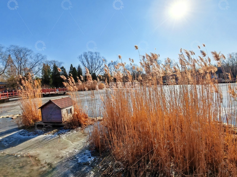 高清大图下载【趣麦麦图】冬日湖畔芦苇景