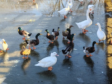 鸭群冰面嬉戏