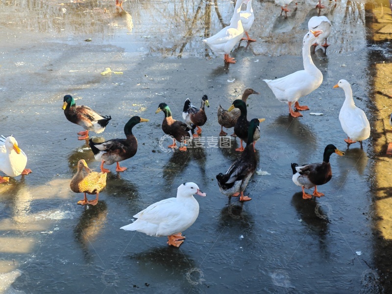高清大图下载【趣麦麦图】鸭群冰面嬉戏