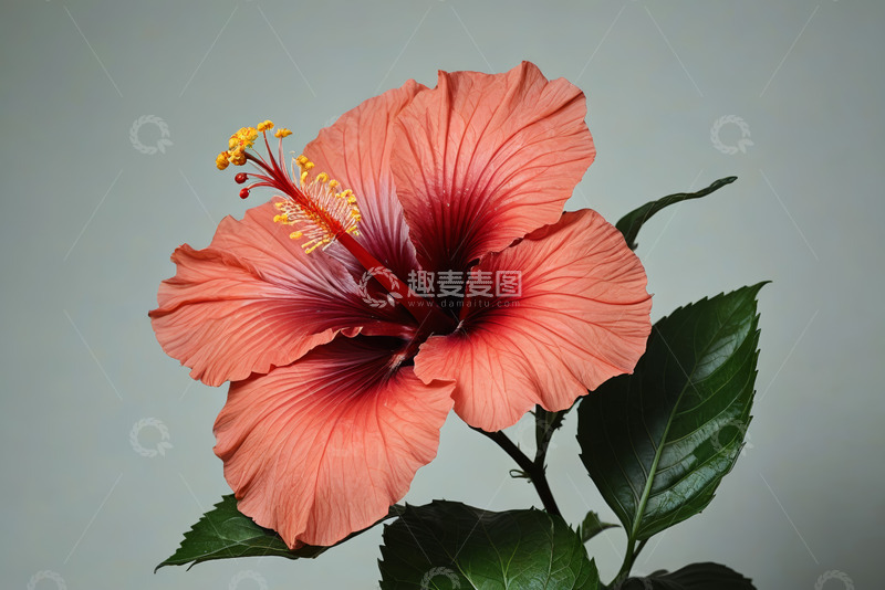 高清大图下载【趣麦麦图】特写粉色扶桑花花卉素材