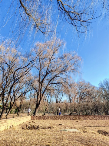 冬日公园树木蓝天