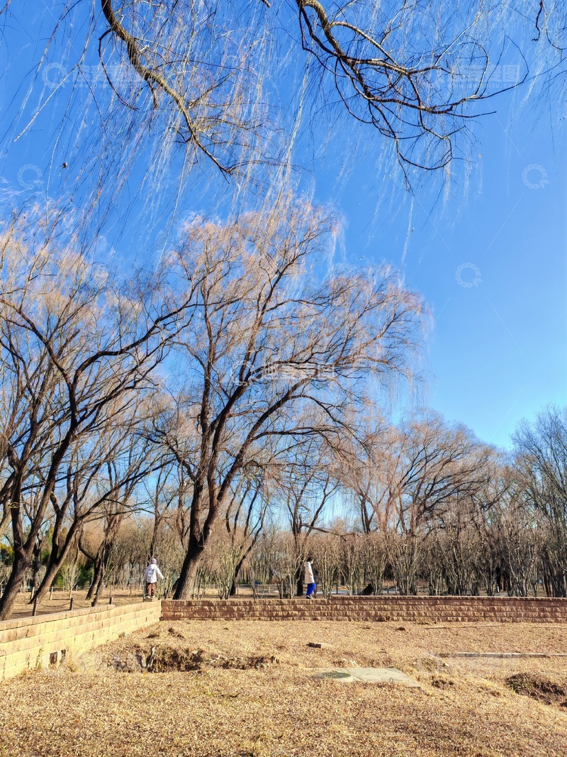 高清大图下载【趣麦麦图】冬日公园树木蓝天