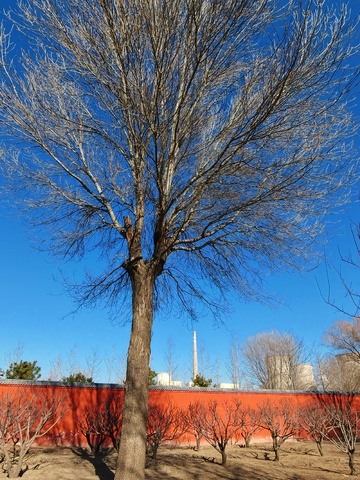 冬日裸树红墙蓝天