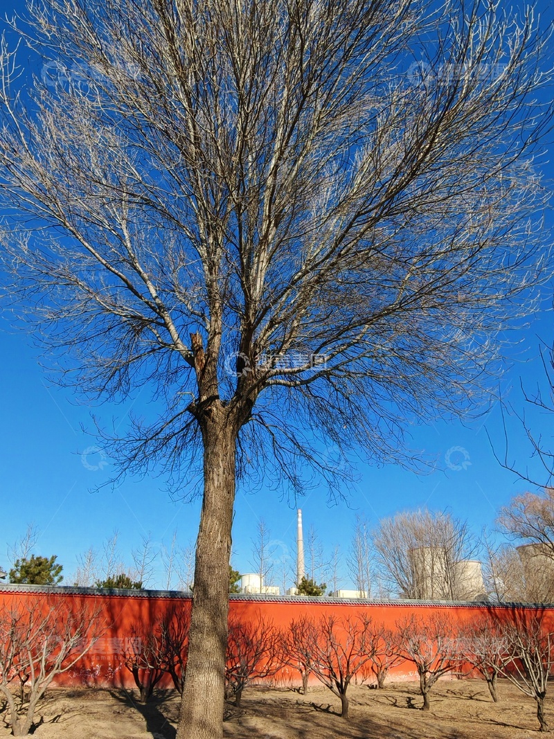 高清大图下载【趣麦麦图】-冬日裸树红墙蓝天