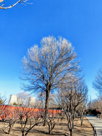 冬日枯树蓝天景观