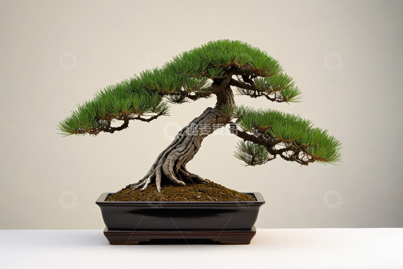 高清大图下载【趣麦麦图】精致松树盆景特写