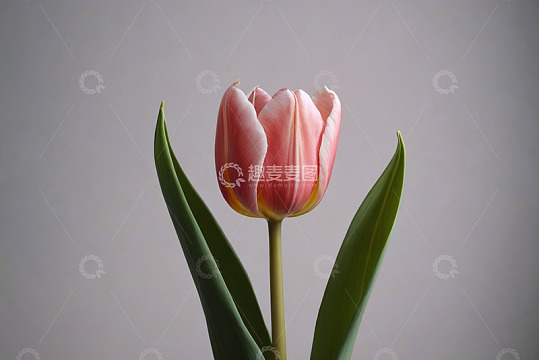 单支粉色郁金香特写