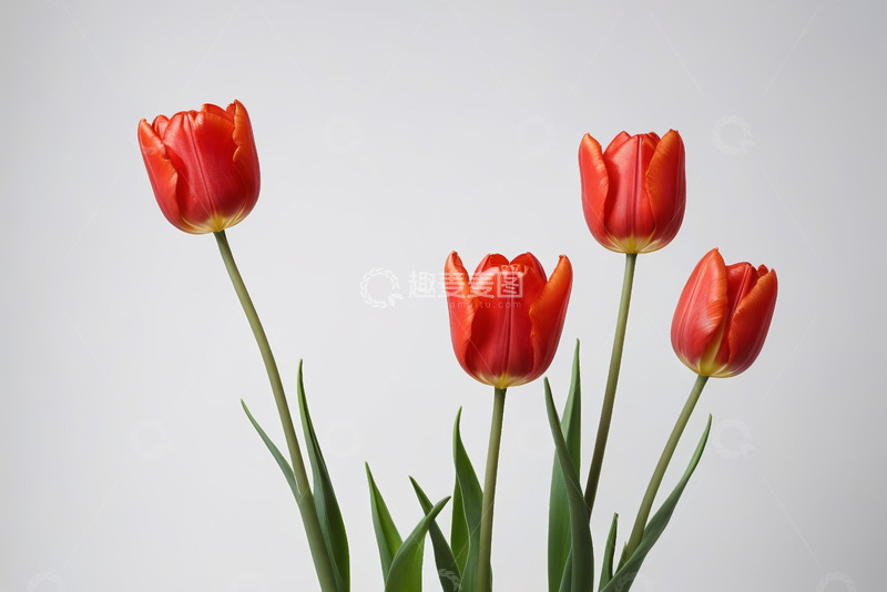高清大图下载【趣麦麦图】红色郁金香特写