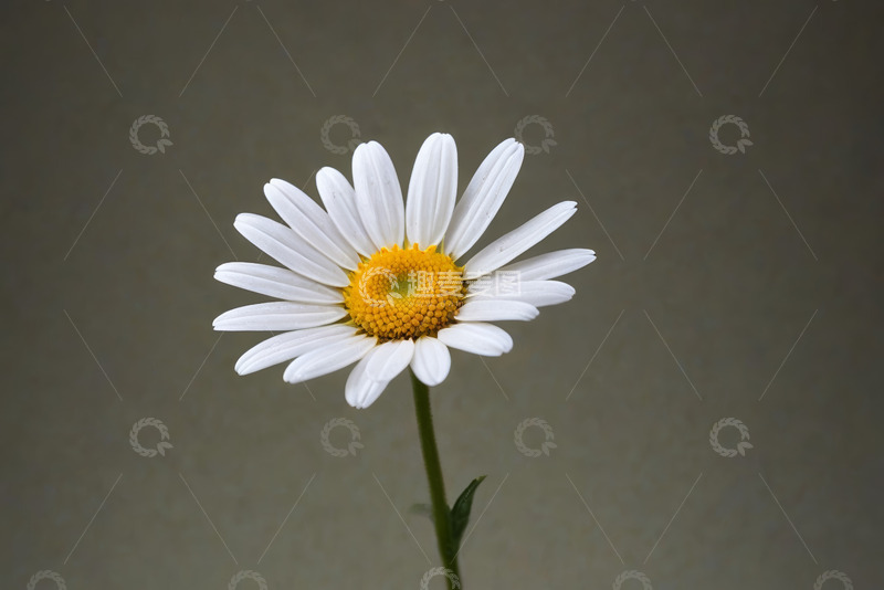 高清大图下载【趣麦麦图】白色雏菊特写