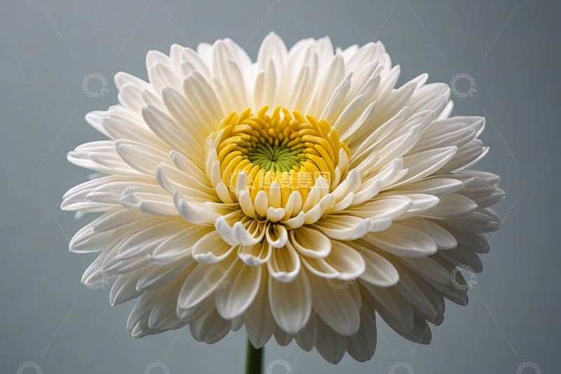 高清大图下载【趣麦麦图】白色菊花特写