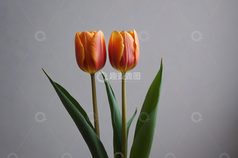 高清大图下载【趣麦麦图】两朵橙红色郁金香特写