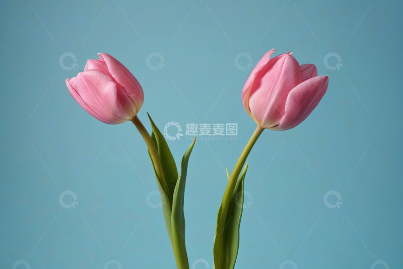 高清大图下载【趣麦麦图】两枝粉色郁金香特写