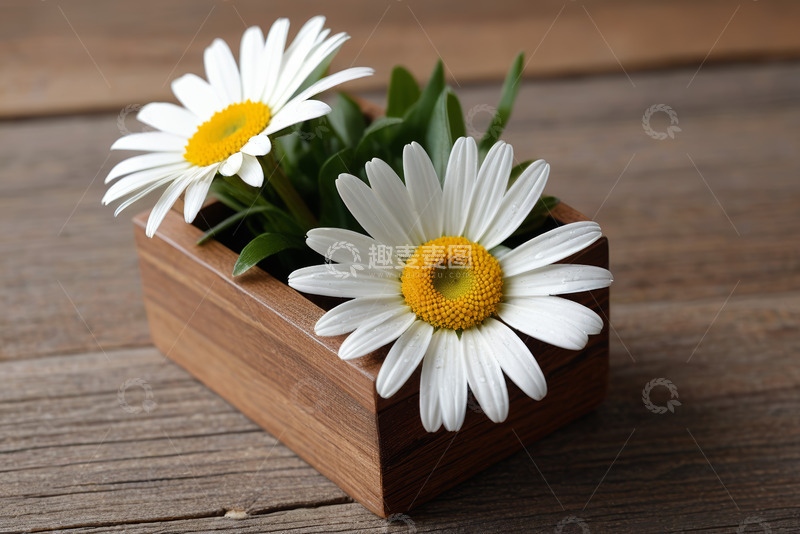 高清大图下载【趣麦麦图】木盒中盛开的白色雏菊