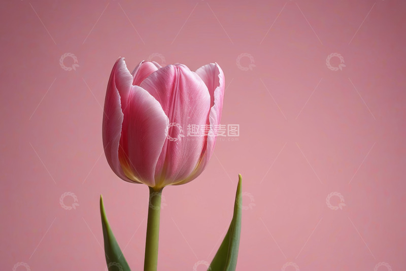 高清大图下载【趣麦麦图】粉色背景下的单支郁金香