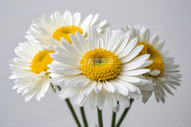 高清大图下载【趣麦麦图】白色雏菊特写花卉素材