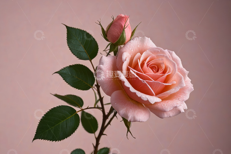 高清大图下载【趣麦麦图】粉色玫瑰花特写