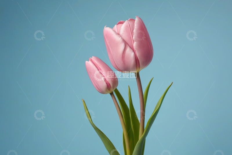 高清大图下载【趣麦麦图】粉色郁金香特写