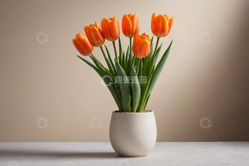 高清大图下载【趣麦麦图】白色花瓶中橙色郁金香花束