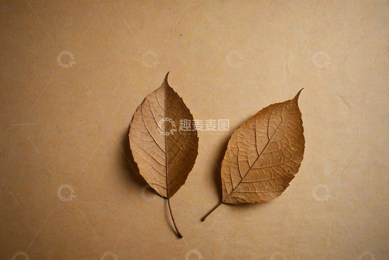高清大图下载【趣麦麦图】两片枯叶置于浅棕色背景