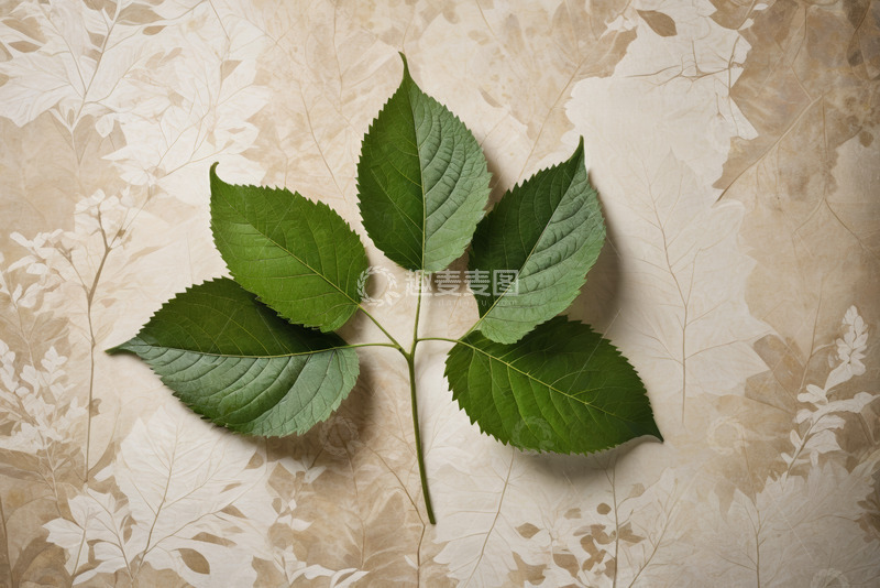 高清大图下载【趣麦麦图】绿叶置于叶纹背景上的静物