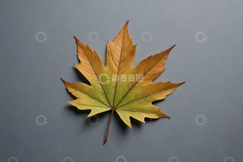 高清大图下载【趣麦麦图】单枚秋季枫叶特写素材