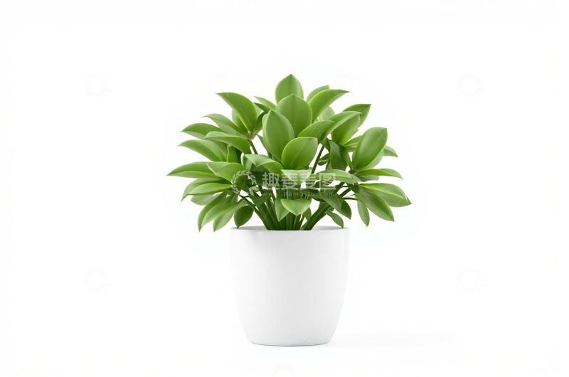高清大图下载【趣麦麦图】白色花盆中的绿色盆栽