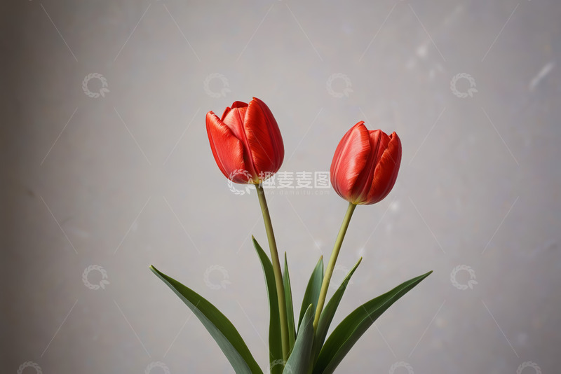高清大图下载【趣麦麦图】两朵红色郁金香特写
