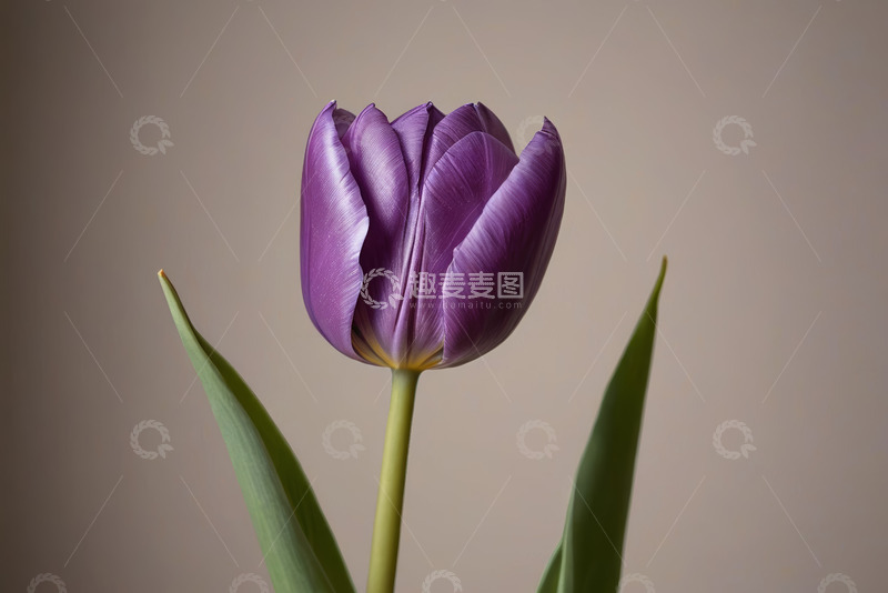 高清大图下载【趣麦麦图】紫色郁金香特写