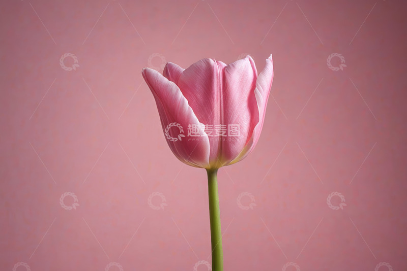 高清大图下载【趣麦麦图】粉色背景下的单支郁金香