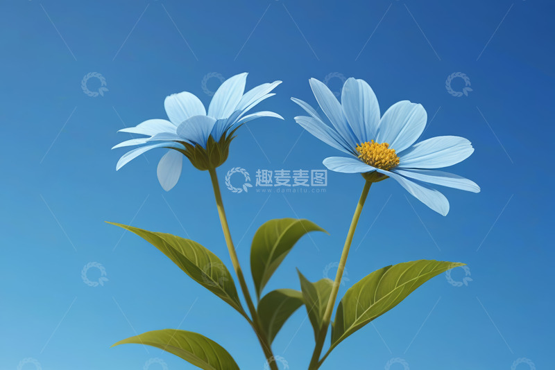 高清大图下载【趣麦麦图】蓝天背景下的两朵蓝色雏菊