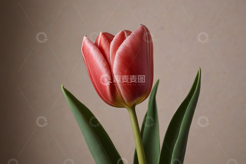 高清大图下载【趣麦麦图】红色郁金香特写