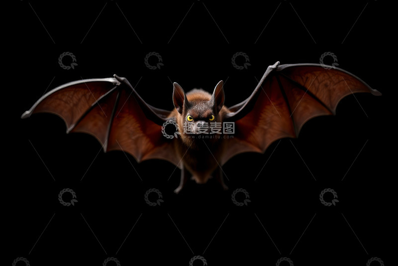 高清大图下载【趣麦麦图】展翅飞行的蝙蝠特写