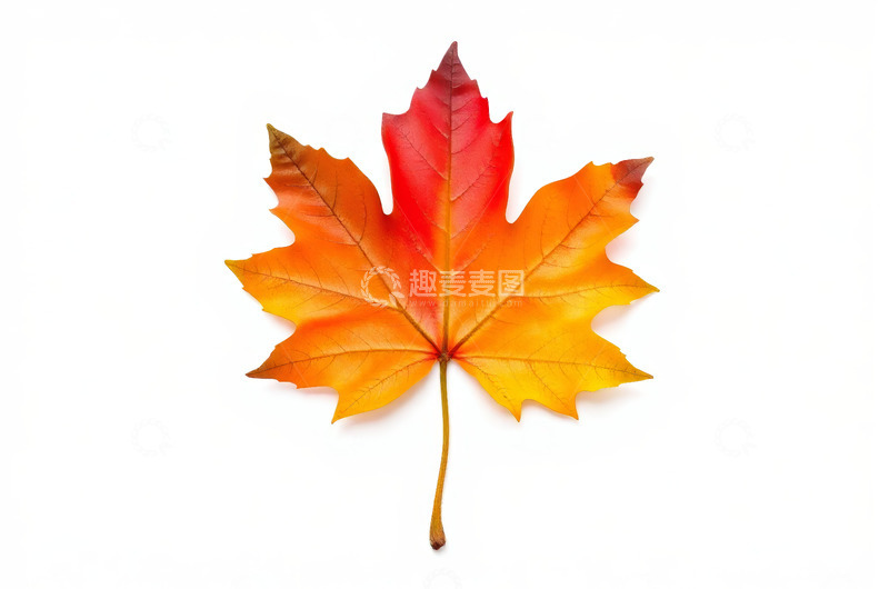 高清大图下载【趣麦麦图】黄色单朵花卉特写