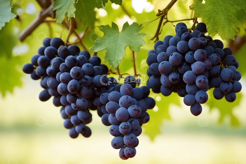 高清大图下载【趣麦麦图】挂在枝头的成熟紫葡萄