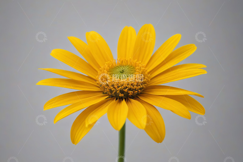 高清大图下载【趣麦麦图】黄色花朵特写